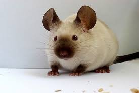 Résultat de recherche d'images pour "souris domestique"