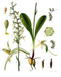 Platanthera bifolia - Wikipedia