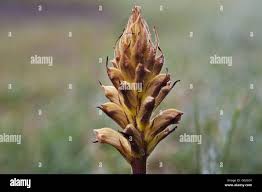 Orobanche Lucorum High Resolution Stock Photography and ...