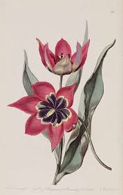 35303 Tulipa agenensis DC. [as Tulipa maleolens Reboul ...