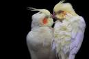 Pictures of 2 parrots kissing images <?=substr(md5('https://encrypted-tbn1.gstatic.com/images?q=tbn:ANd9GcQiJxHVJlmi8DPNrj6EsCOT3nX1kb3FDcbHS0TrF17JQd_HrnkA9VqyvDoz'), 0, 7); ?>