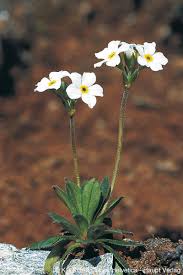 Androsace obtusifolia All.