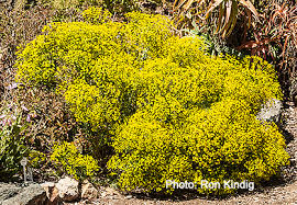 Euphorbia Seguieriana — SLO Botanical Garden
