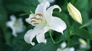 Image result for image of lilies