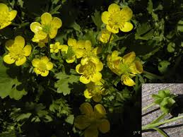 Ranunculus marginatus - Wikispecies