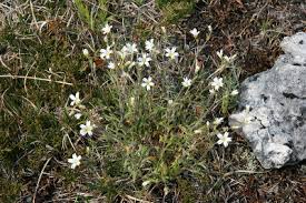 Cerastium arvense - Michigan Flora