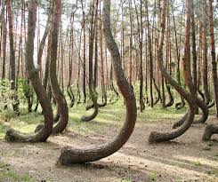 Crooked Forest, West Pomerania, Poland