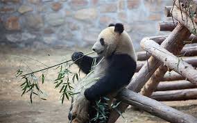 Image result for China