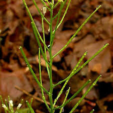 Cardamine flexuosa (wavy bitter-cress): Go Botany