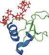 proline-rich protein domains