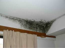 Image result for mould in a home