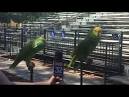 parrot 2 0 drone videos of sunbathing
