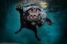 Laposinstant meugnon Dans une piscine, un chien tente daposattraper les