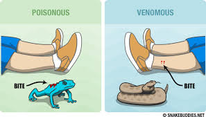 Poisonous vs Venomous | Learn The Difference, It Could Save Your ... via Relatably.com