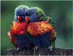 kaka 2 parrots talking voiceovers training