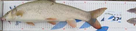 Afbeeldingsresultaat voor vis meten