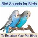 2 parrots singing and talking cockatiels for sale <?=substr(md5('https://encrypted-tbn1.gstatic.com/images?q=tbn:ANd9GcQklun296bzjKJA86UtikYF0jTxewSp9myX6CkkP9Ww9R5bk84tzSidR7AJsA'), 0, 7); ?>