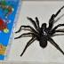 Newcastle's 'Big Boy' funnel-web spider enlisted in anti-venom ...