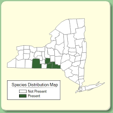 Euphorbia lucida - Species Page - NYFA: New York Flora Atlas
