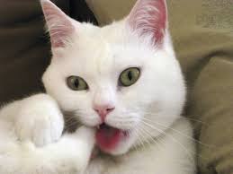 Fondos de Gato blanco | Fondos de pantalla de Gato blanco ... - Gato-blanco