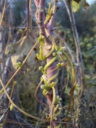 Cuscuta monogyna Vahl | Flora of Israel Online