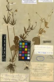 Ranunculus mutinensis Pignatti-Herbarium Centrale Italicum ...