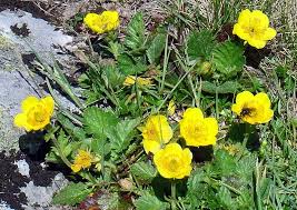 Geum montanum L., Alpine Avens (World flora) - Pl@ntNet identify