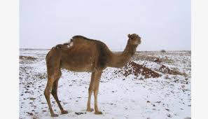 Resultado de imagen para Se registró una nueva nevada en el Sahara