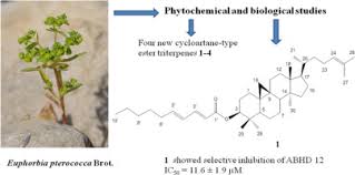 New cycloartane-type ester triterpenes from Euphorbia pterococca ...