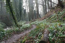 Image result for snowdrops duff house