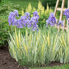 Iris pallida 'Variegata Aurea' | White Flower Farm