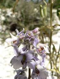 Delphinium pictum [Speronella variopinta] - Flora Italiana nel 2020 ...
