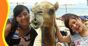Hasil gambar untuk bali camel