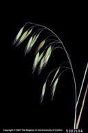 field brome: Bromus arvensis (Cyperales: Poaceae): Invasive Plant ...