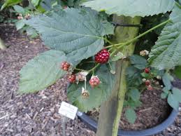 Rubus nessensis - Wikipedia