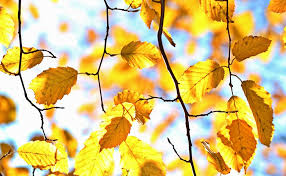 Image result for fall  leaves
