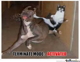 Image result for terminator cat pics