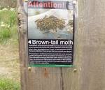 brown-tail moth