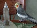2 parrots singing and talking cockatiels videos youtube