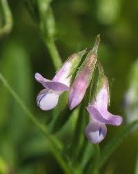 Vicia tenuissima (Fine-leaved Vetch) : MaltaWildPlants.com - the ...