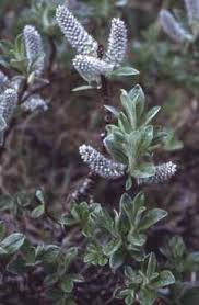 Salix glaucosericea - Legge regionale 10 - Flora e piccola fauna ...