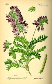 Hedysarum hedysaroides Alpine French Honeysuckle PFAF Plant ...