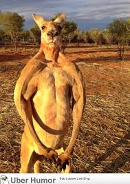 Massive male red kangaroo (6&#39;7&quot;) at sunset. | Funny Pictures ... via Relatably.com
