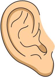 Image result for ear clipart
