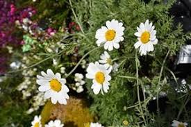 Anthemis cupaniana » Garden Plants, Rhododendrons - Blue ...
