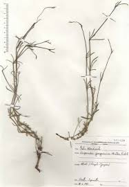 Asperula garganica Huter ex Ehrend. & Krendl - Portale della Flora ...