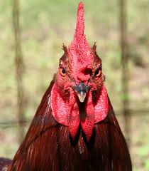 Image result for pictures of roosters