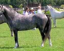 Image of Welsh Pony