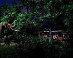 新加坡動物園夜間動物園