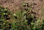 Species information: Lepidium bonariense - Flora of Zimbabwe